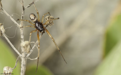 Steatoda nobilis 1071MA-93337.jpg