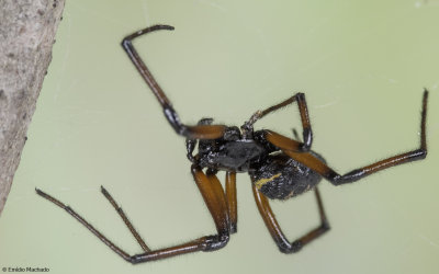 Steatoda paykulliana 0000MA-95253.jpg