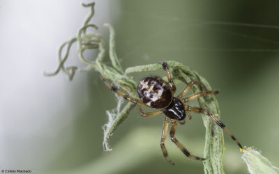 Steatoda paykulliana 0745Fs-92897.jpg