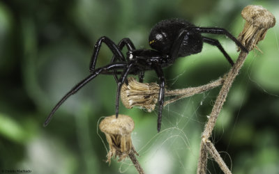 Steatoda paykulliana 1108FA-97169.jpg