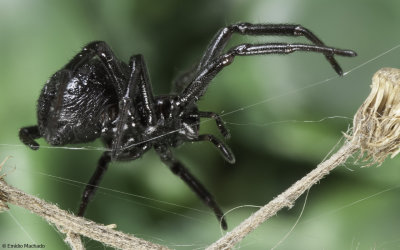 Steatoda paykulliana 1108FA-97172.jpg