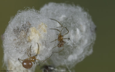 Steatoda triangulosa 0000Ni-99703.jpg