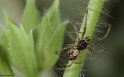 Steatoda triangulosa 0750MA-93413.jpg