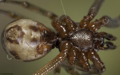 Steatoda triangulosa 1407MA-97770.jpg