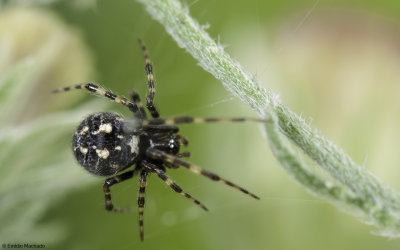 Theridion hannoniae 0855FA-97265.jpg