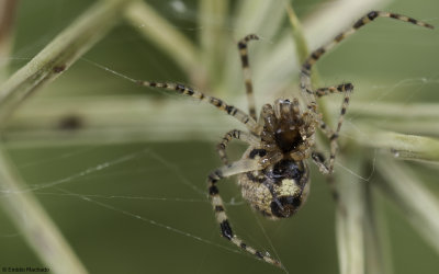 Theridion mystaceum 0802FA-95290.jpg