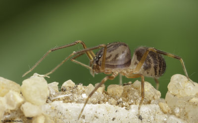 Scytodes sp. 1523FA_EM91381.jpg