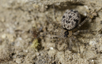 Oecobius sp 0970FA-94232.jpg