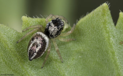 Heliophanus melinus cf. 0918FA-5.jpg