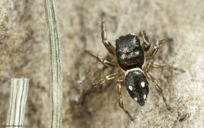 Heliophanus agricola cf. 1631MA_E179745.jpg