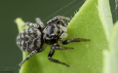 Euophrys sulfurea cf. 0858FA_EM-97481.jpg