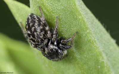 Euophrys sulfurea cf. 0858FA_EM-97498.jpg