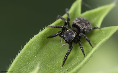 Euophrys gambosa cf. 0859FA_EM-97518.jpg