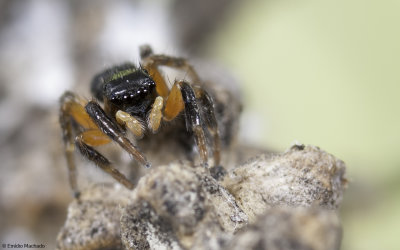 Euophrys 0189Ms_EM-96228.jpg