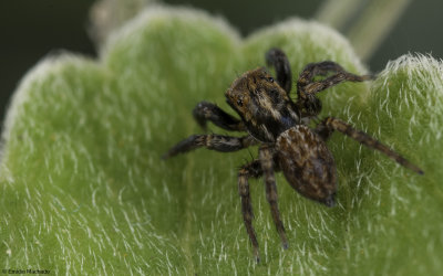 Euophrys semiglabrata cf. 1134MA-99841.jpg