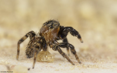 Euophrys rufibarbis cf. 1135MA-90043.jpg