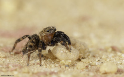 Euophrys rufibarbis cf. 1135MA-99977.jpg