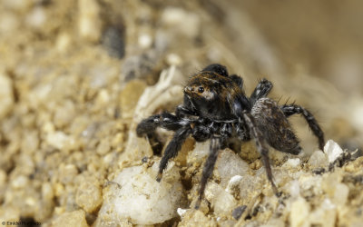 Euophrys semiglabrata cf. 1381MA_EM96311.jpg