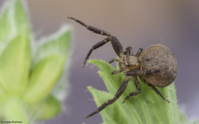 Xysticus ferrugineus 0600FA-97179.jpg