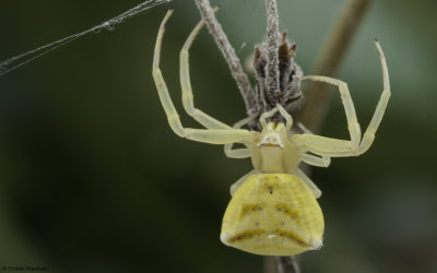 Thomisus onustus 0880FA-98763.jpg