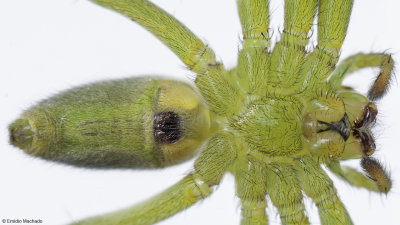 Micrommata ligurina 0000FA-97493.jpg