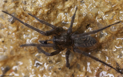 Eratigena picta cf. 0587MA-96275.jpg