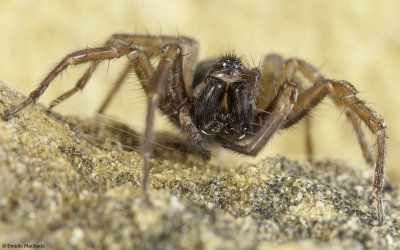 Id_Agelenidae