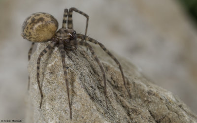 Tegenaria ramblae 0768FA-94297.jpg