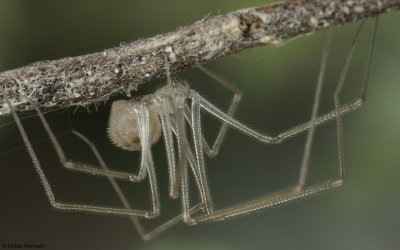 Spermophora senoculata 1376FA-95486.jpg