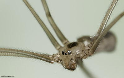 Pholcus phalangioides 1029FA-97440.jpg