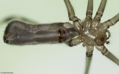 Pholcus phalangioides 1029FA-97448.jpg