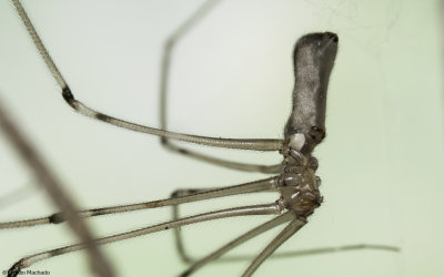 Pholcus phalangioides 1029FA-97460.jpg