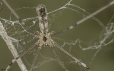 Pholcus phalangioides 1029FA-97461.jpg