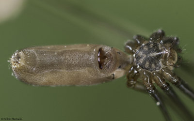 Pholcus opilionoides 0966FA-94140.jpg