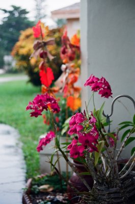 Colors on a grey Day