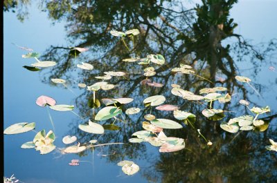 Water Garden