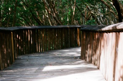 Wood Path