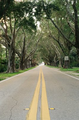 Tree Tunnel