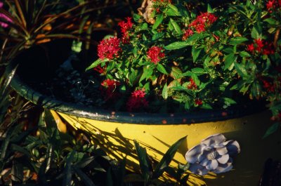 Big Flower Pot