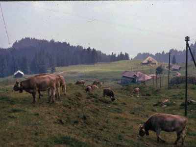 img254.jpg