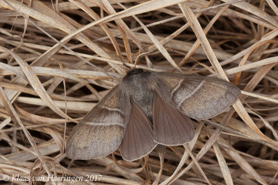 Veelvraat - Fox Moth - Macrothylacia rubi	