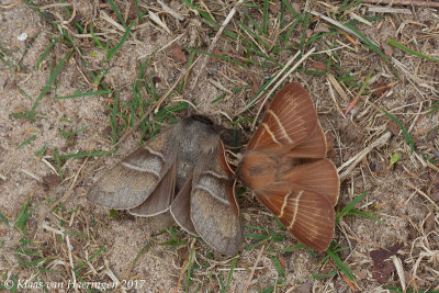 Veelvraat - Fox Moth - Macrothylacia rubi	