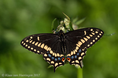 Short-tailed Swallowtail / Papilio brevicauda