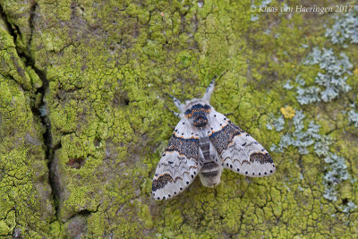 Kleine hermelijnvlinder / Sallow Kitten
