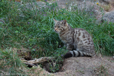 Europese wilde kat - European Wildcat - Felis silvestris silvestris