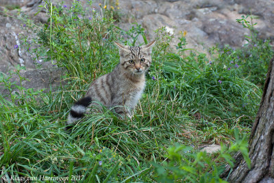 Europese wilde kat - European Wildcat - Felis silvestris silvestris