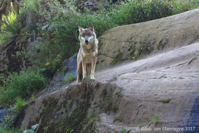 Europese wolf - European Wolf - Canis lupus lupus