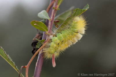 Meriansborstel / Pale Tussock