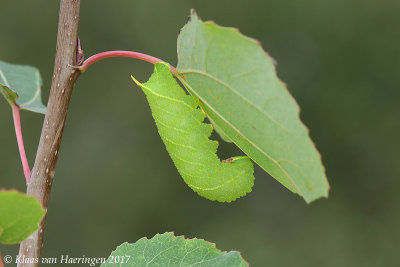 Populierenpijlstaart - Poplar Hawk-moth -  Laothoe populi
