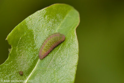 Kleine vuurvlinder - Small Copper - Lycaena phlaeas f. caeruleopunctata